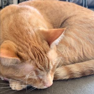 Meet your Posher, Tyler